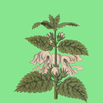 粉色花朵植物插画