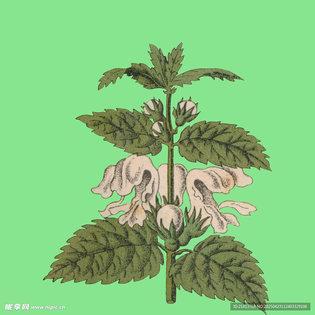 粉色花朵植物插画