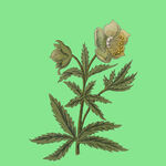 复古风植物花卉插画