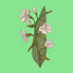 粉色花卉插画植物图案