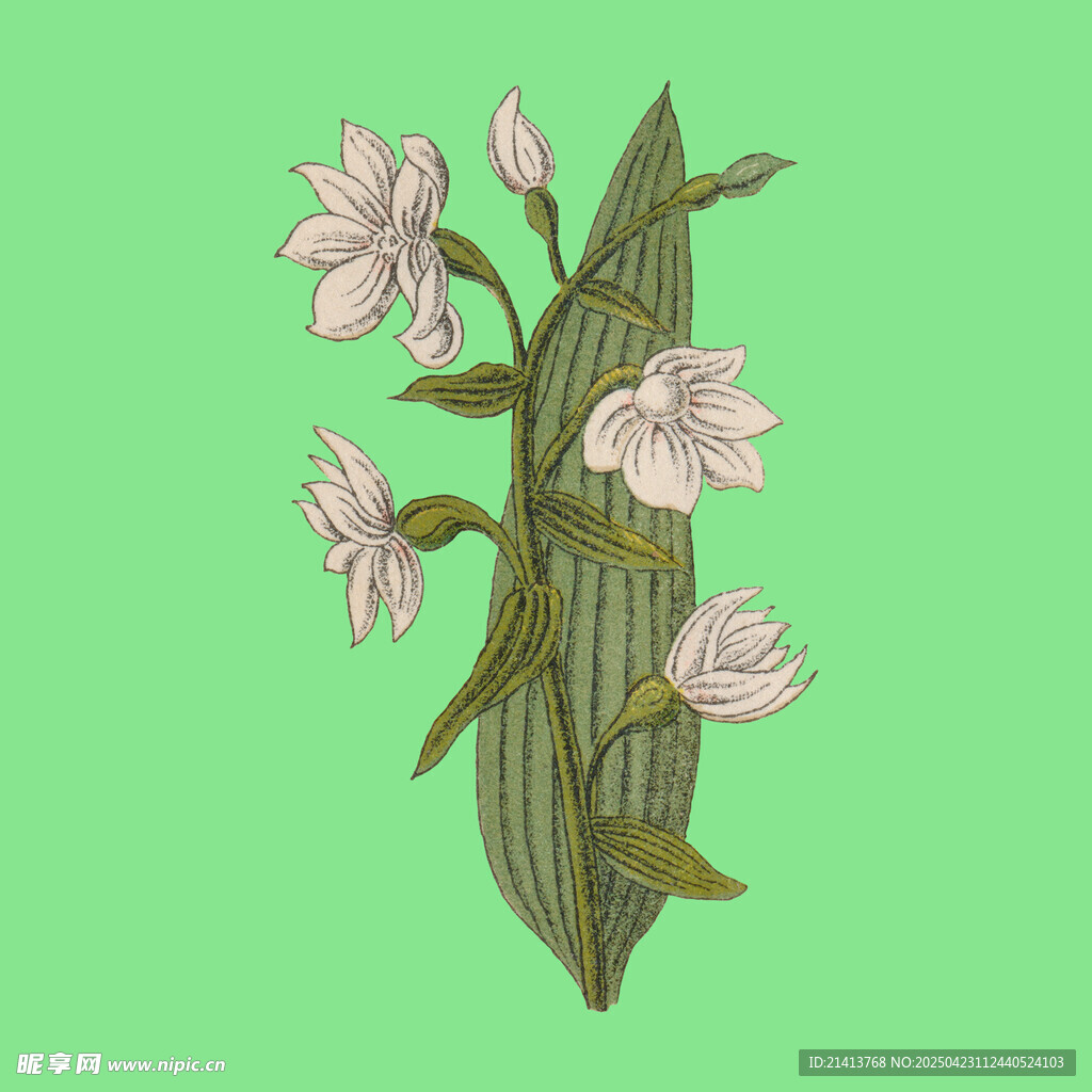粉色花卉插画植物图案