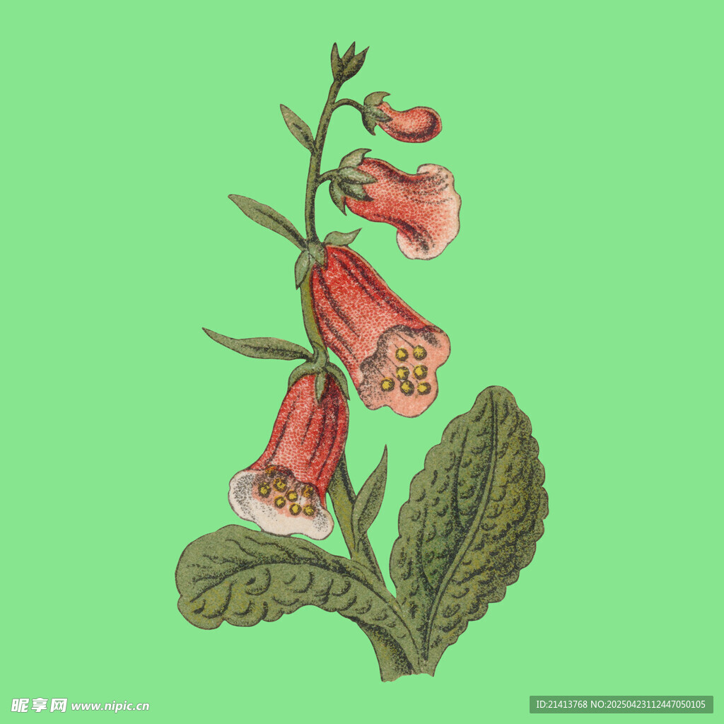 复古风毛地黄花卉插画