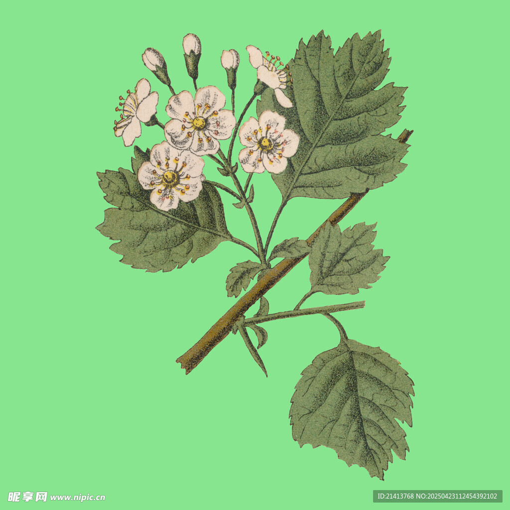 复古风植物花卉插画