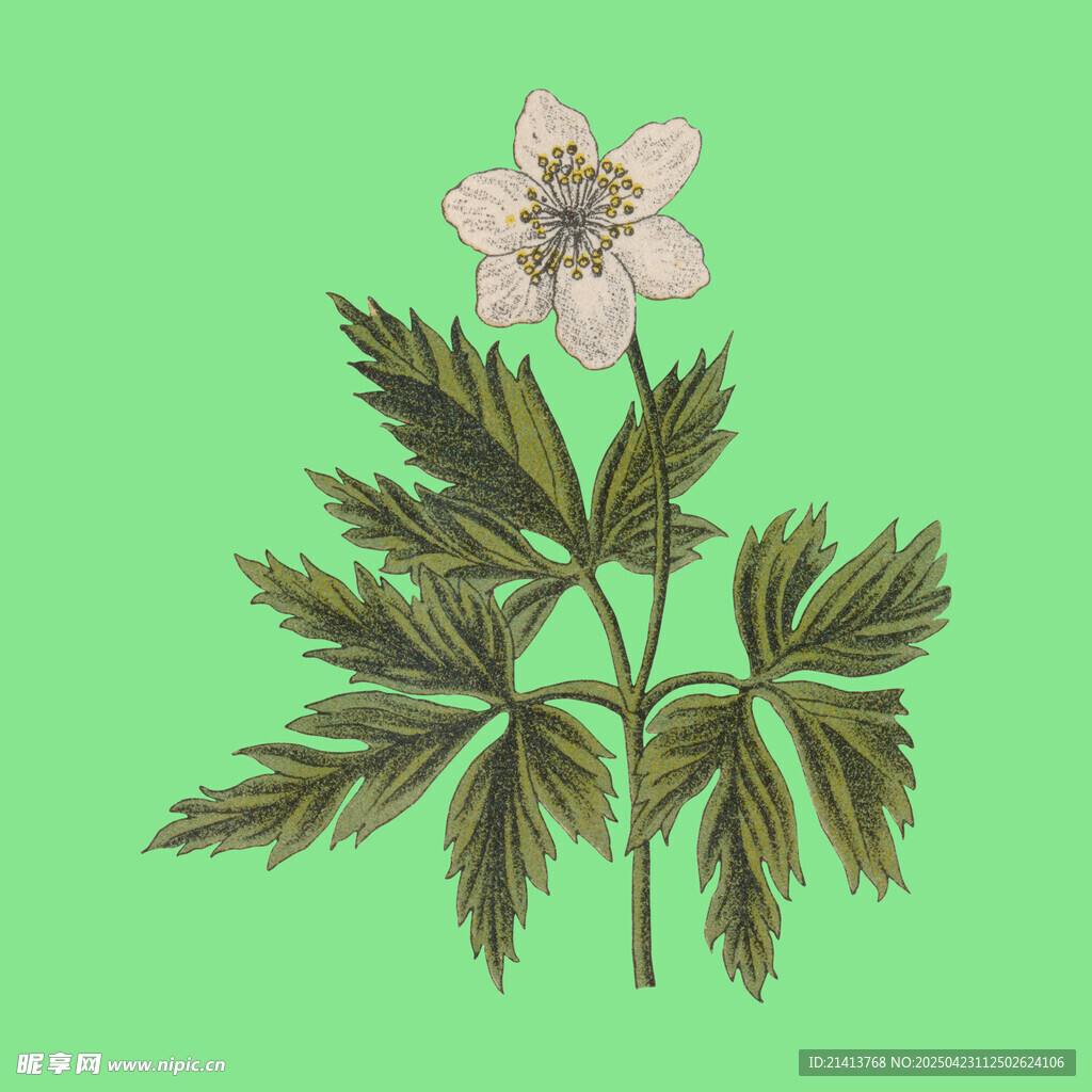 粉色花朵与绿叶植物插画