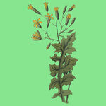 黄色小花植物插画