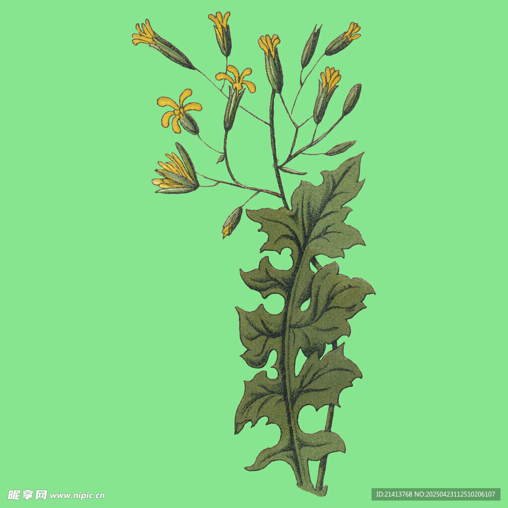 黄色小花植物插画