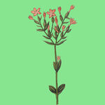 粉色小花植物插画