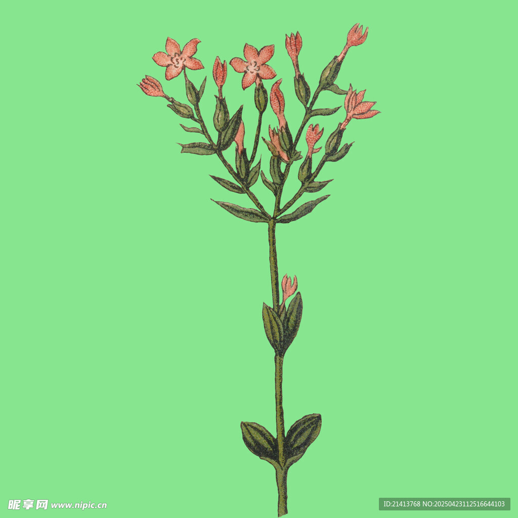 粉色小花植物插画