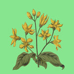 手绘黄色花卉植物插画