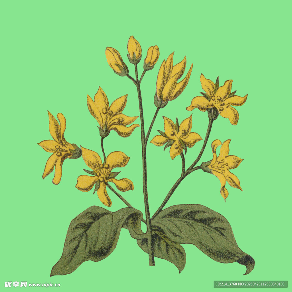手绘黄色花卉植物插画