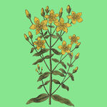 复古风黄色花卉植物插画