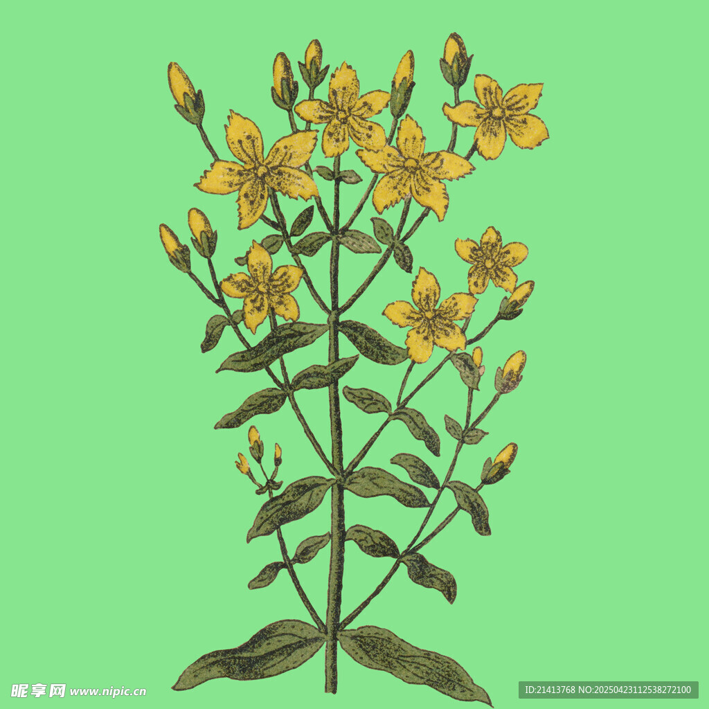复古风黄色花卉植物插画