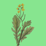 黄色小花植物插画