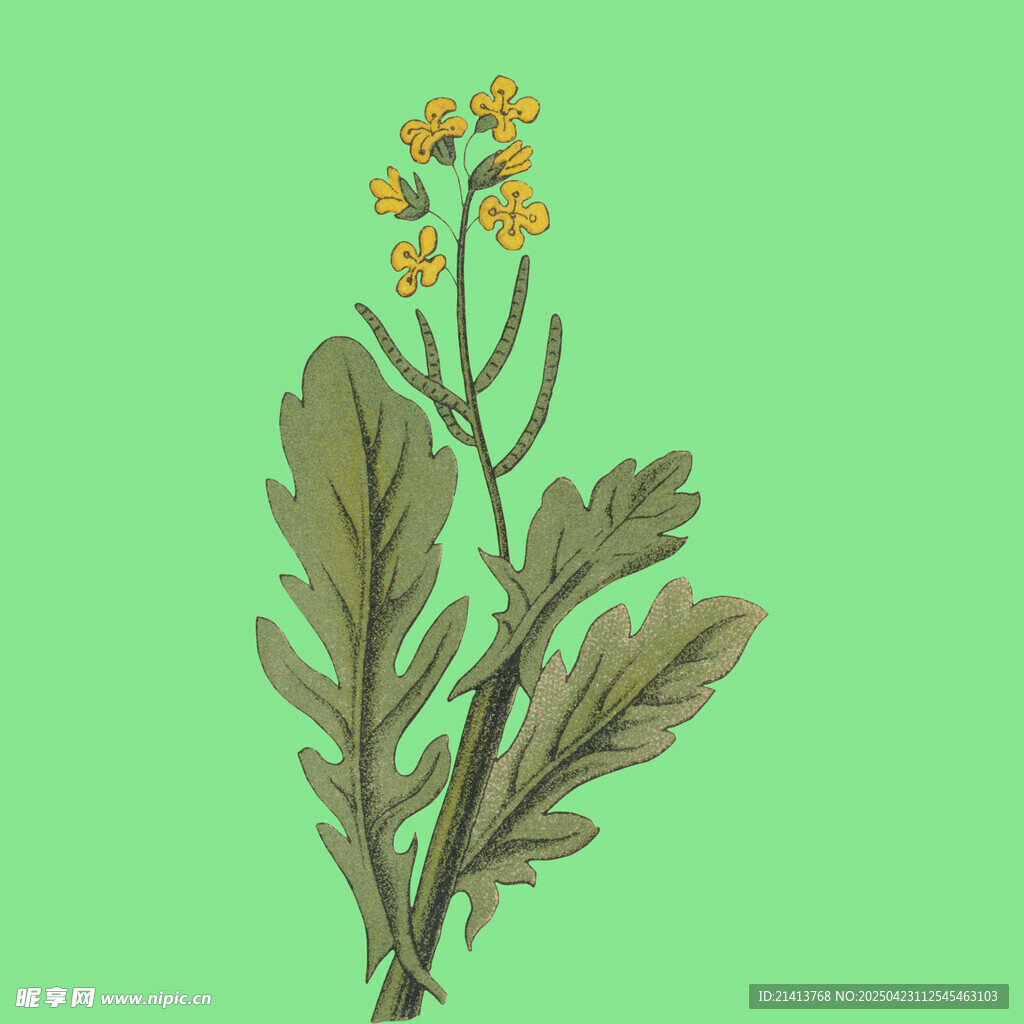 黄色小花植物插画