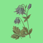 紫色耧斗菜植物插画