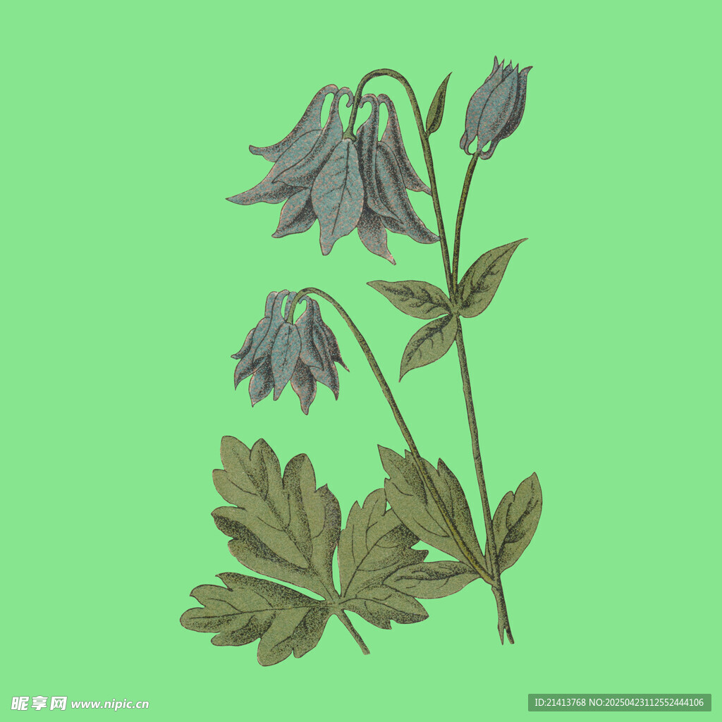 紫色耧斗菜植物插画
