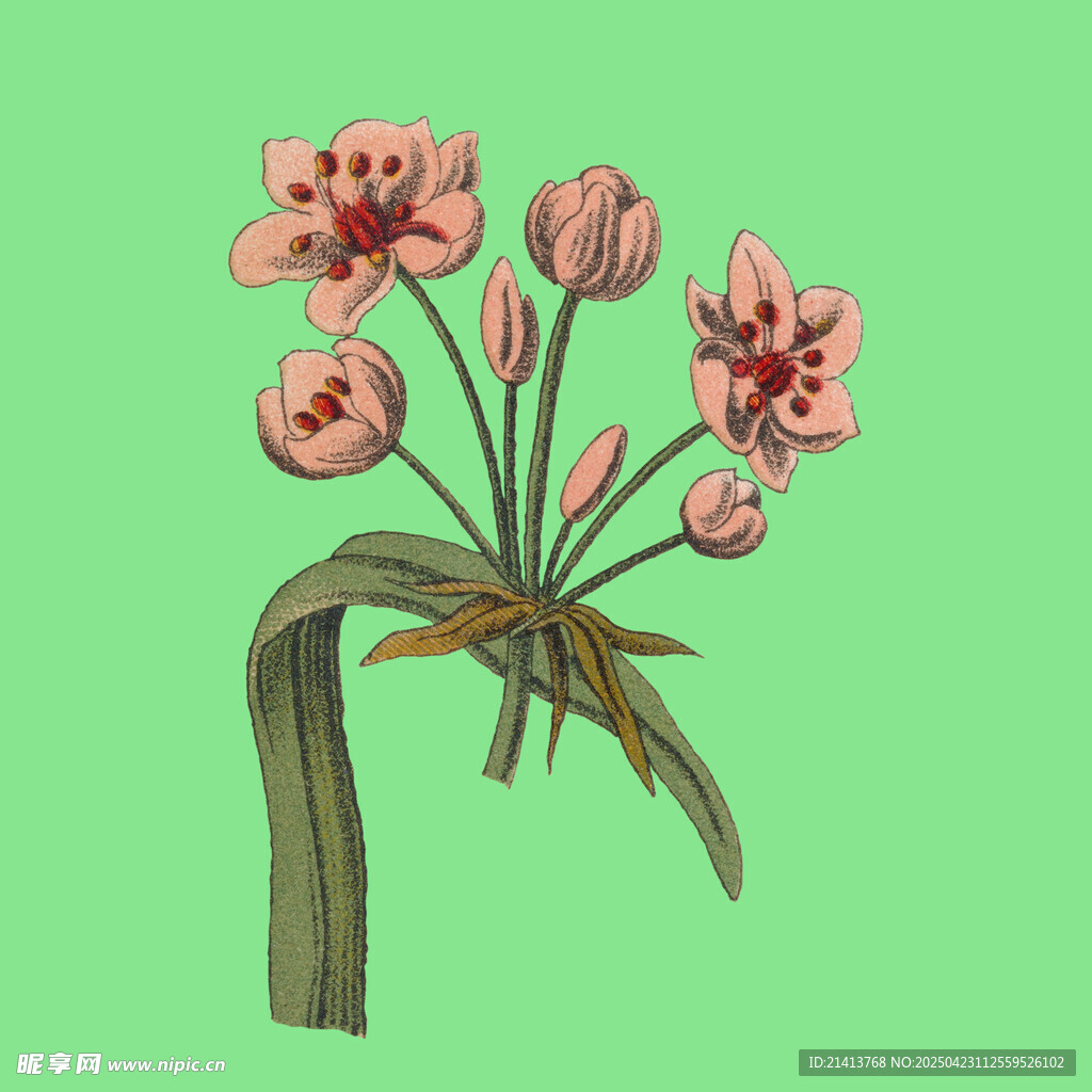 手绘粉色花束插画
