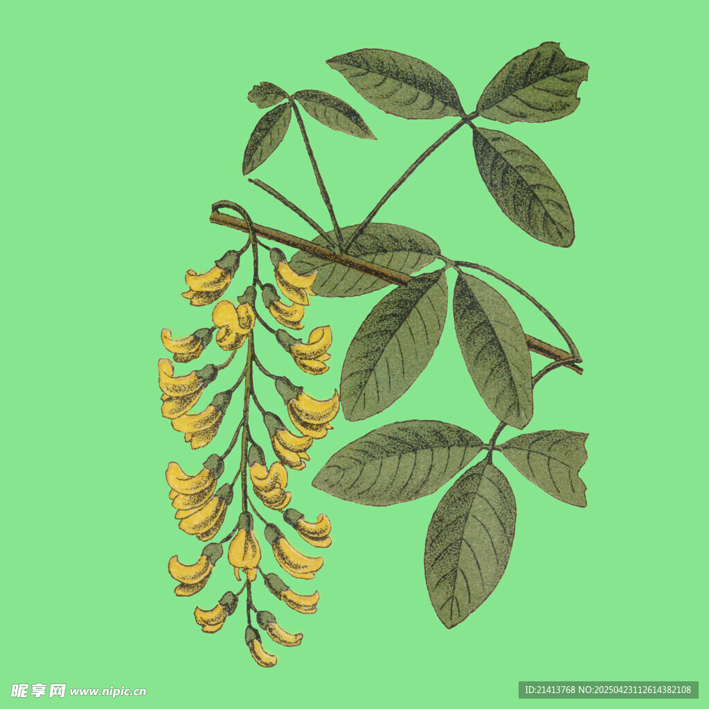 金链花枝叶插画