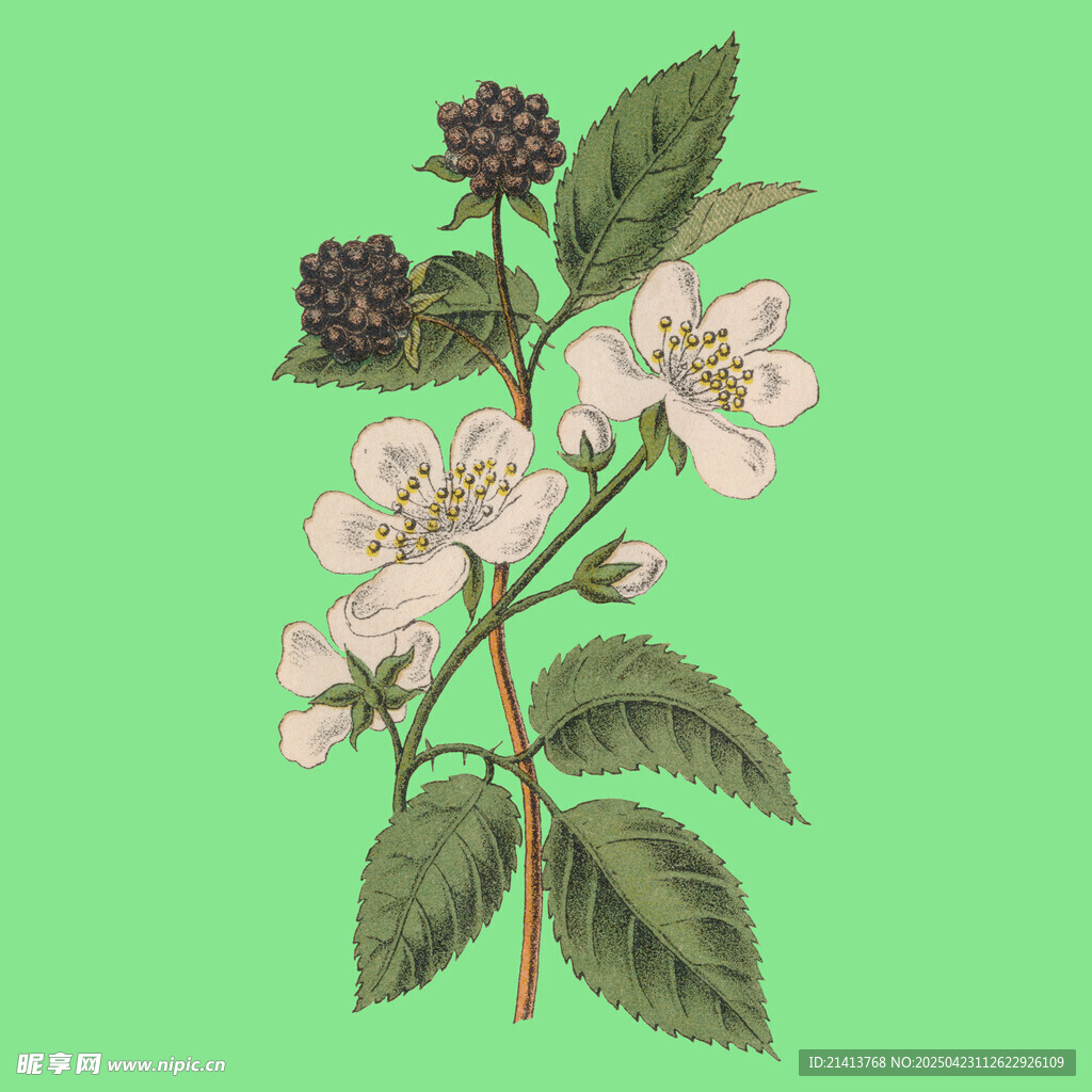 复古风粉色花朵与黑莓插画