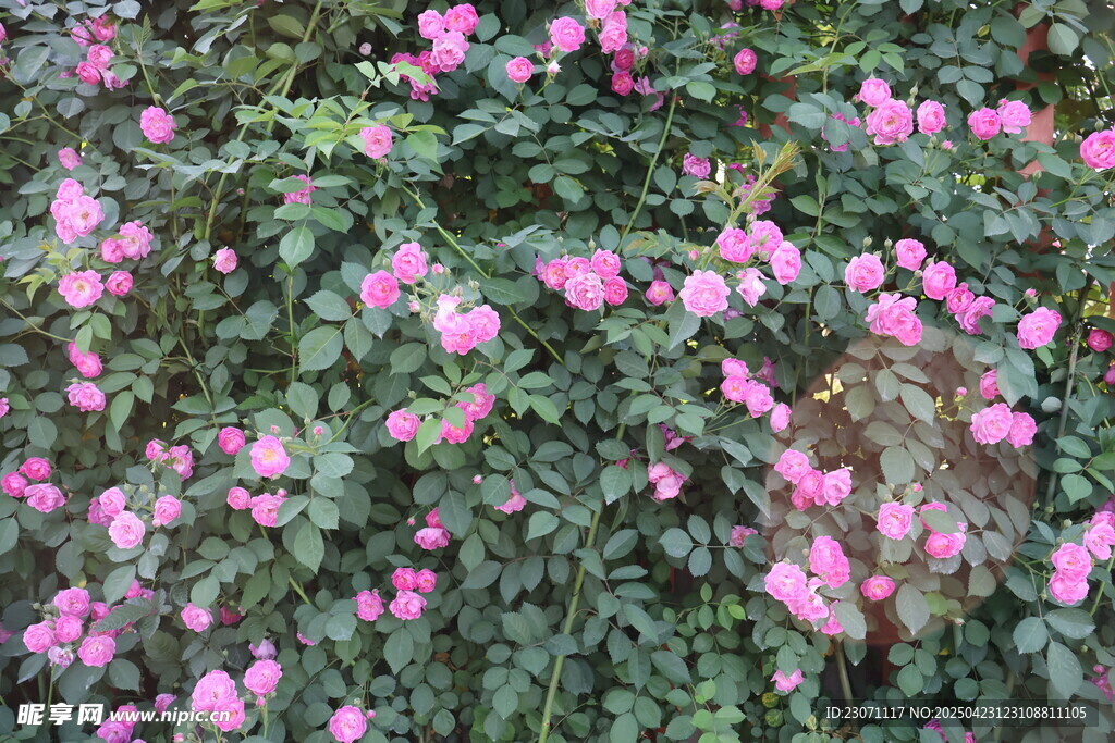 蔷薇花花墙