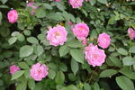 蔷薇花