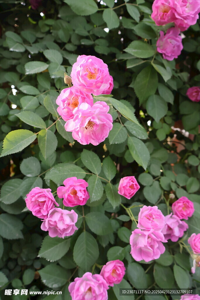 蔷薇花