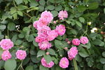 蔷薇花