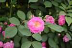 蔷薇花