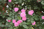 蔷薇花