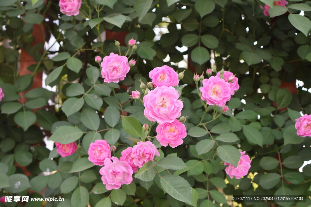 蔷薇花