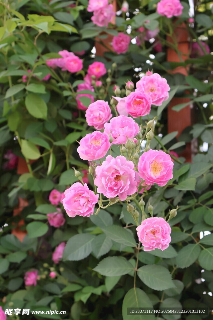 蔷薇花