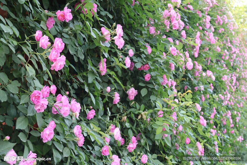 蔷薇花花墙