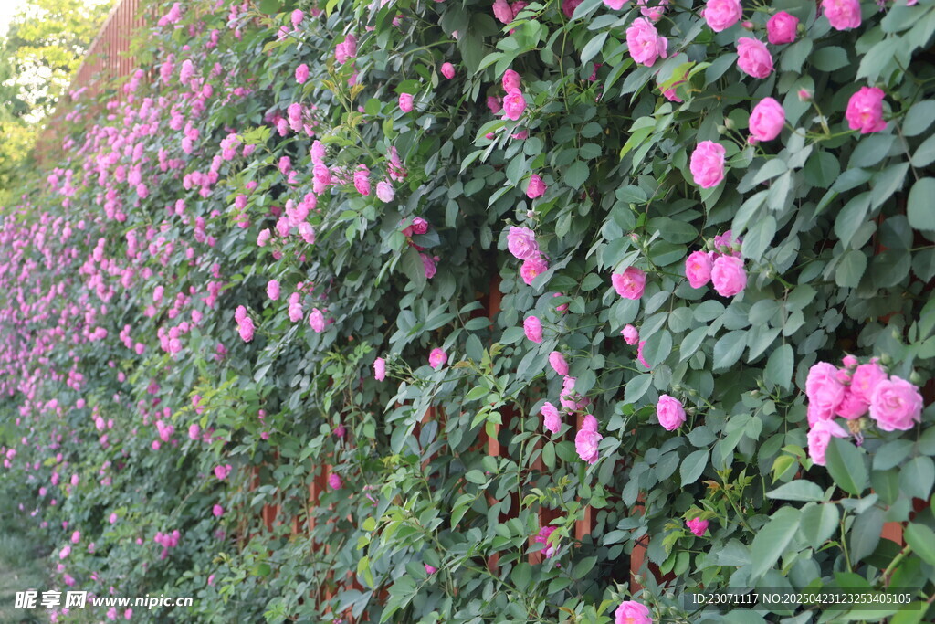 蔷薇花花墙