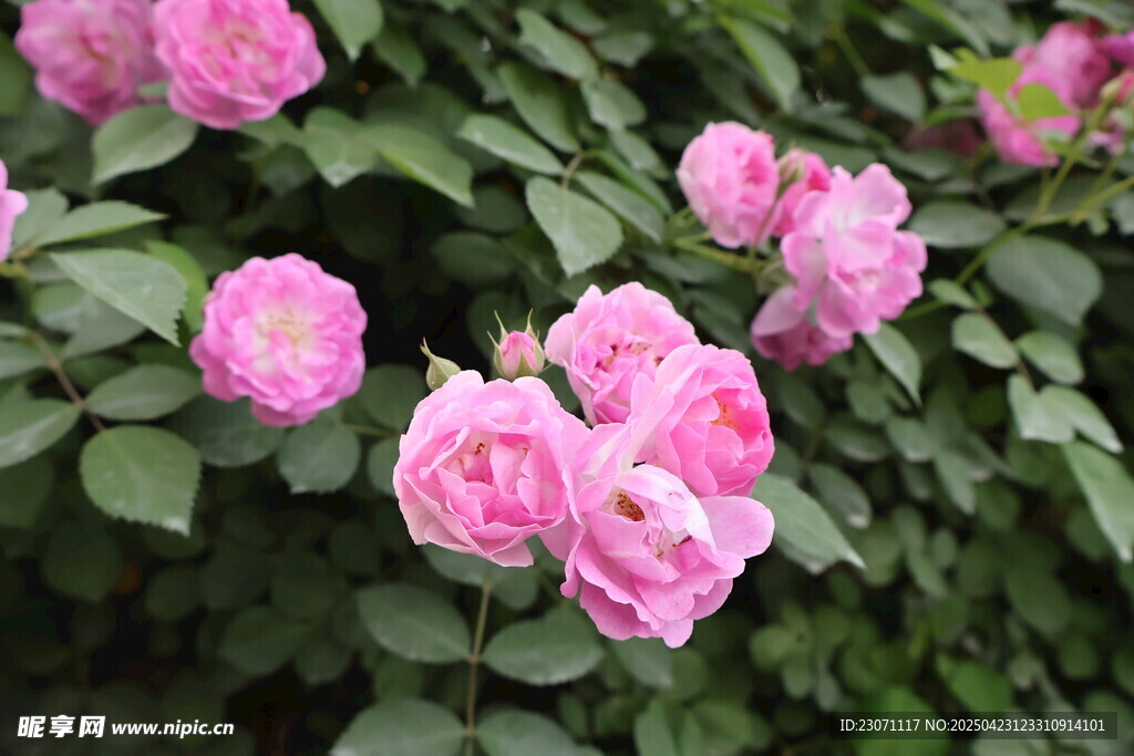 蔷薇花