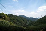 山间茶园美景