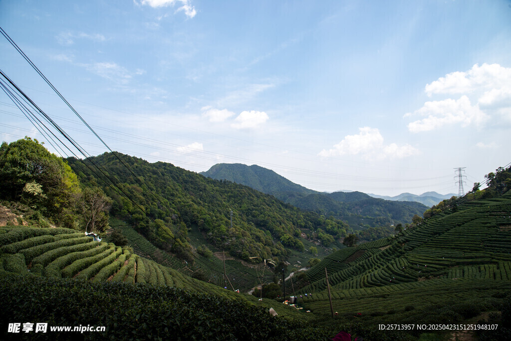 山间茶园美景
