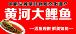 黄河大鲤鱼