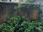 庭院绿植一角