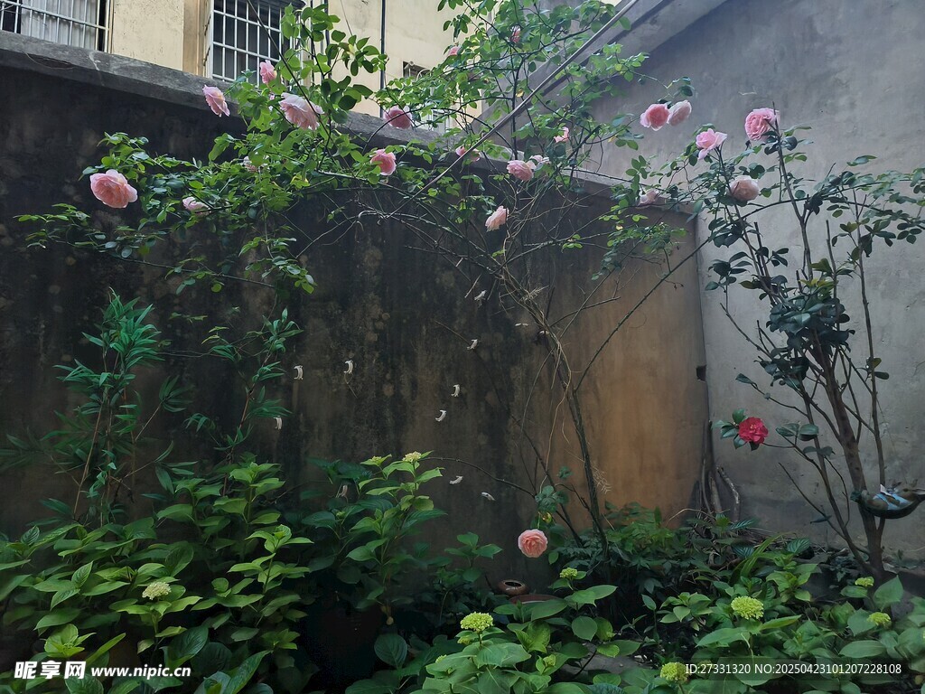 蔷薇爬满旧墙的静谧景致