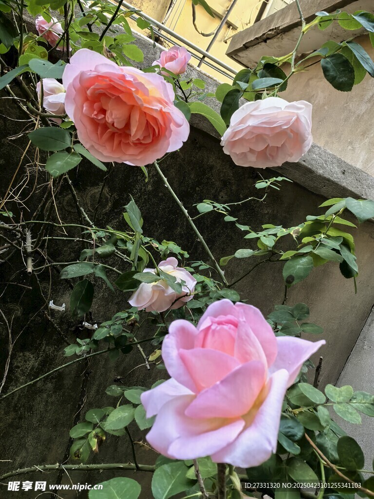 娇艳绽放的粉色月季花