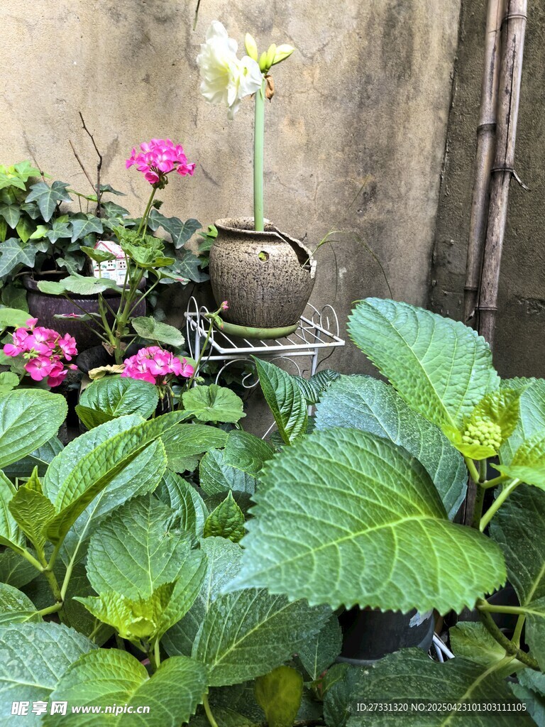 庭院绿植花卉景致