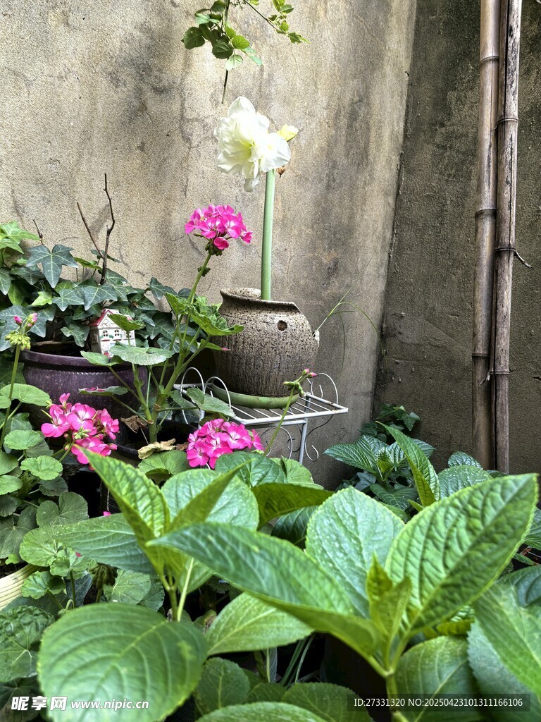 庭院中的多彩盆栽花卉