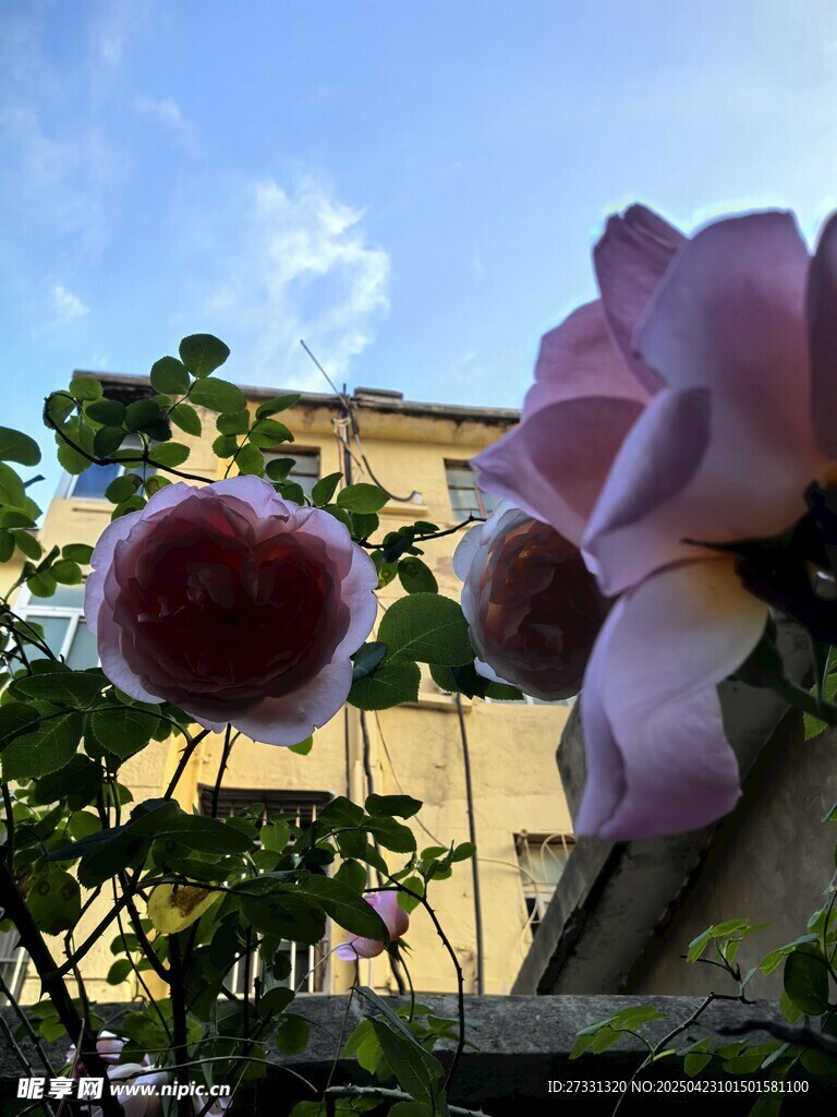 娇艳绽放的户外粉色花朵