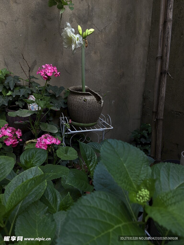 盆栽花卉装点绿意角落