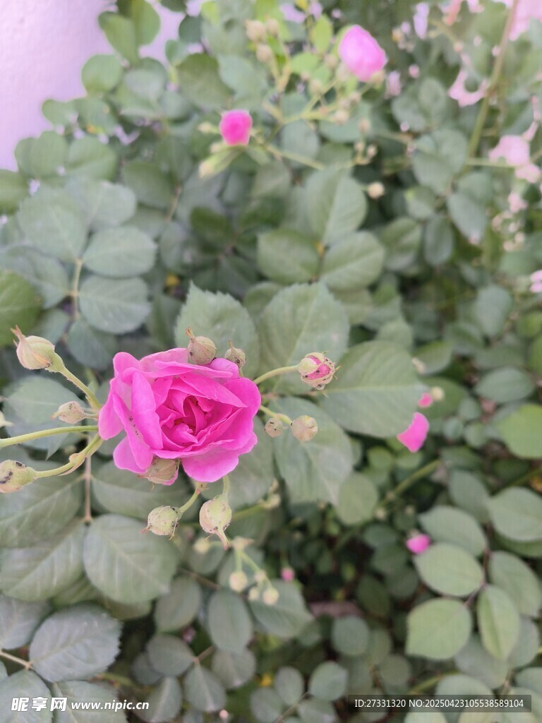 娇艳粉色蔷薇绽放