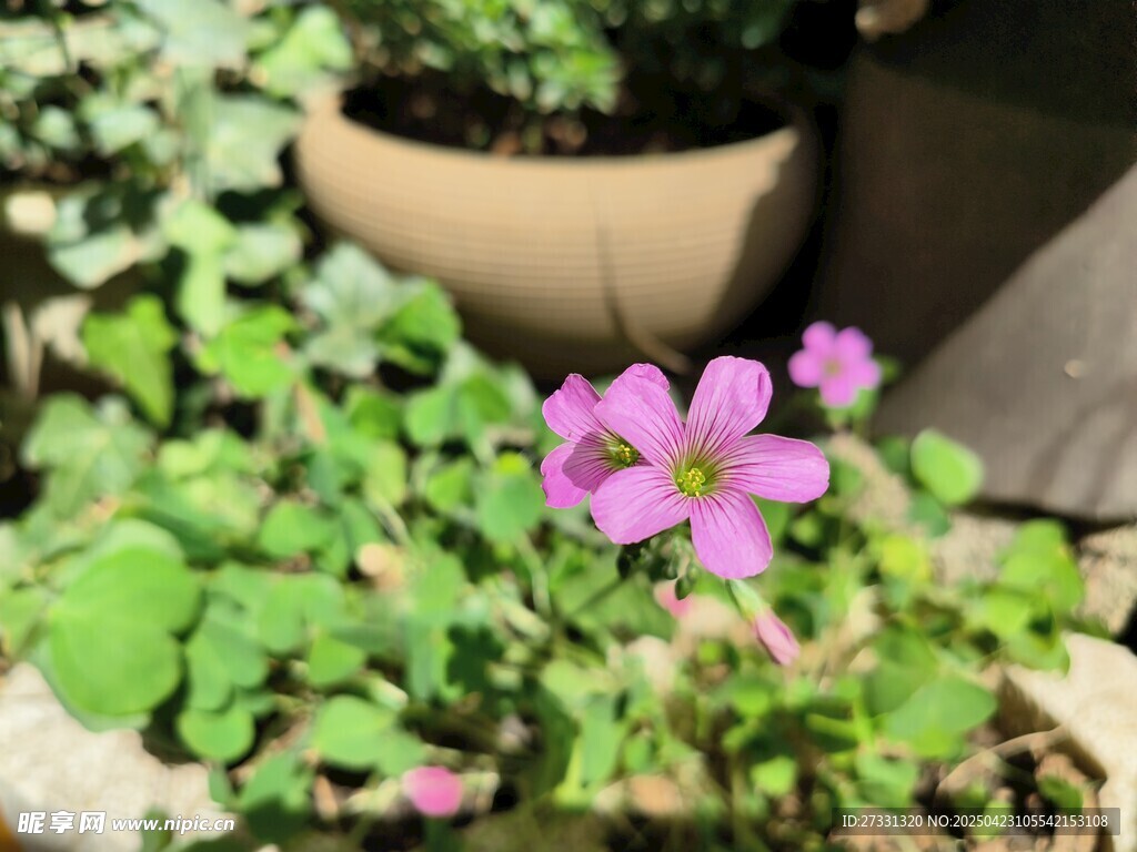 娇艳酢浆草绽放绿意间