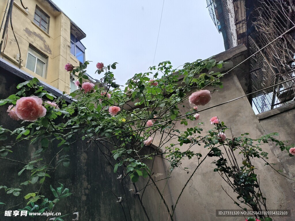 墙头绽放的艳丽花朵