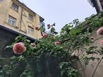 墙边石榴树果实累累