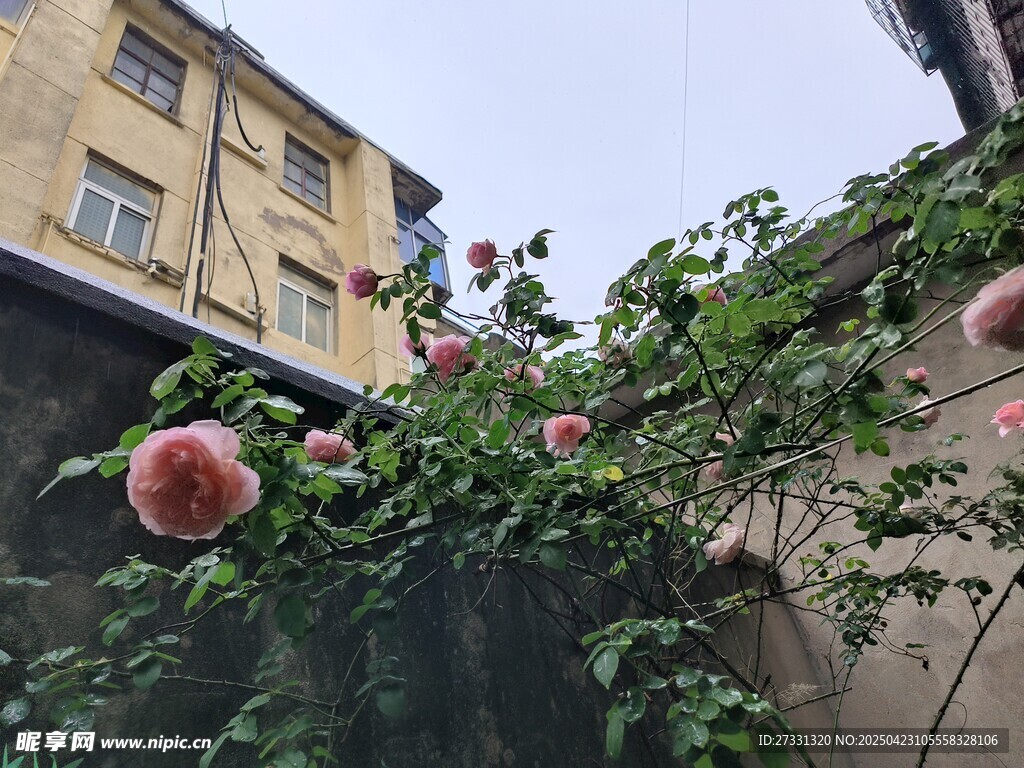 墙边石榴树果实累累
