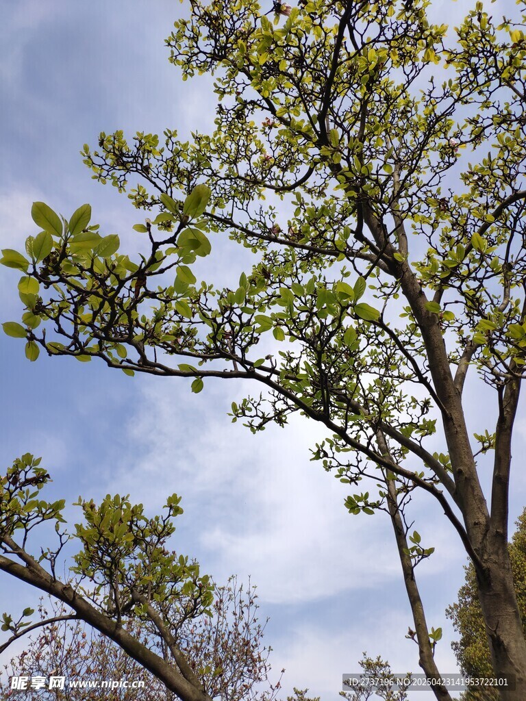 绿树